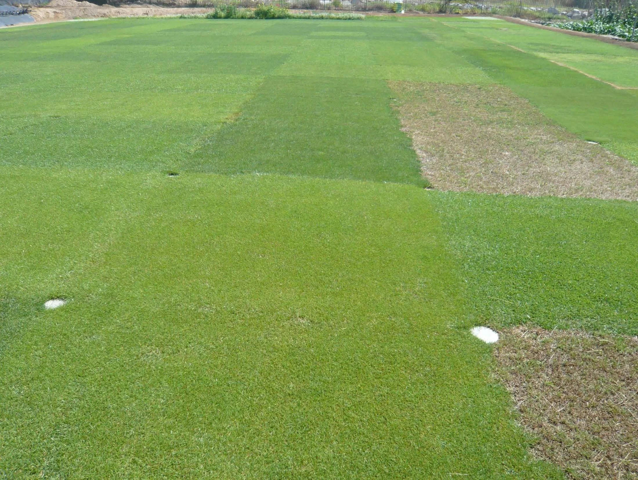Step 16: Turfgrass Selection – Cool vs. Warm Season. Sodding vs. Seeding vs. Sprigging