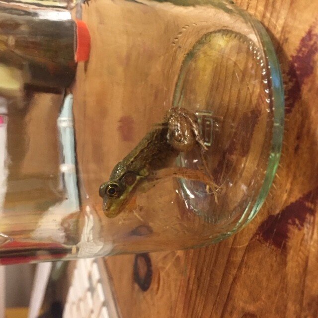 I don't know how this fancy frog got into the house, but Ivar was on them like a boss. Our frog lasted 2 minutes inside, mostly in a jar, and was released back to sweet freedom right away. It looks like a juvie, and they shot out of the jar at least 