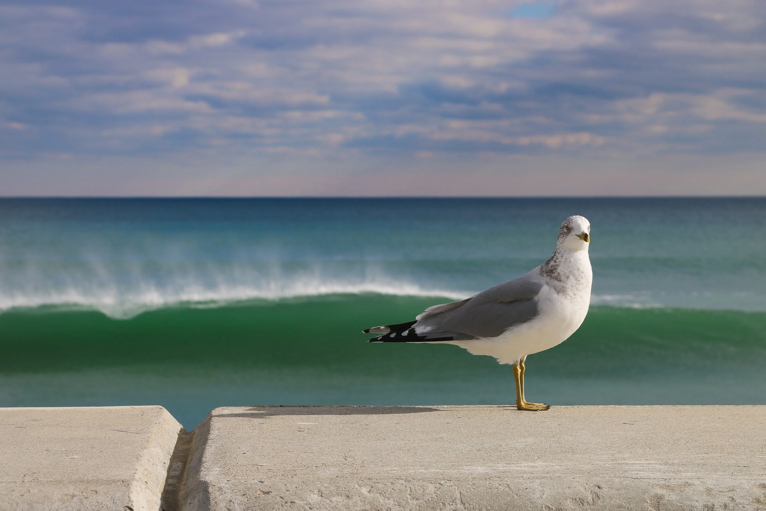 The five stocks that drive the market and incoming El Niño