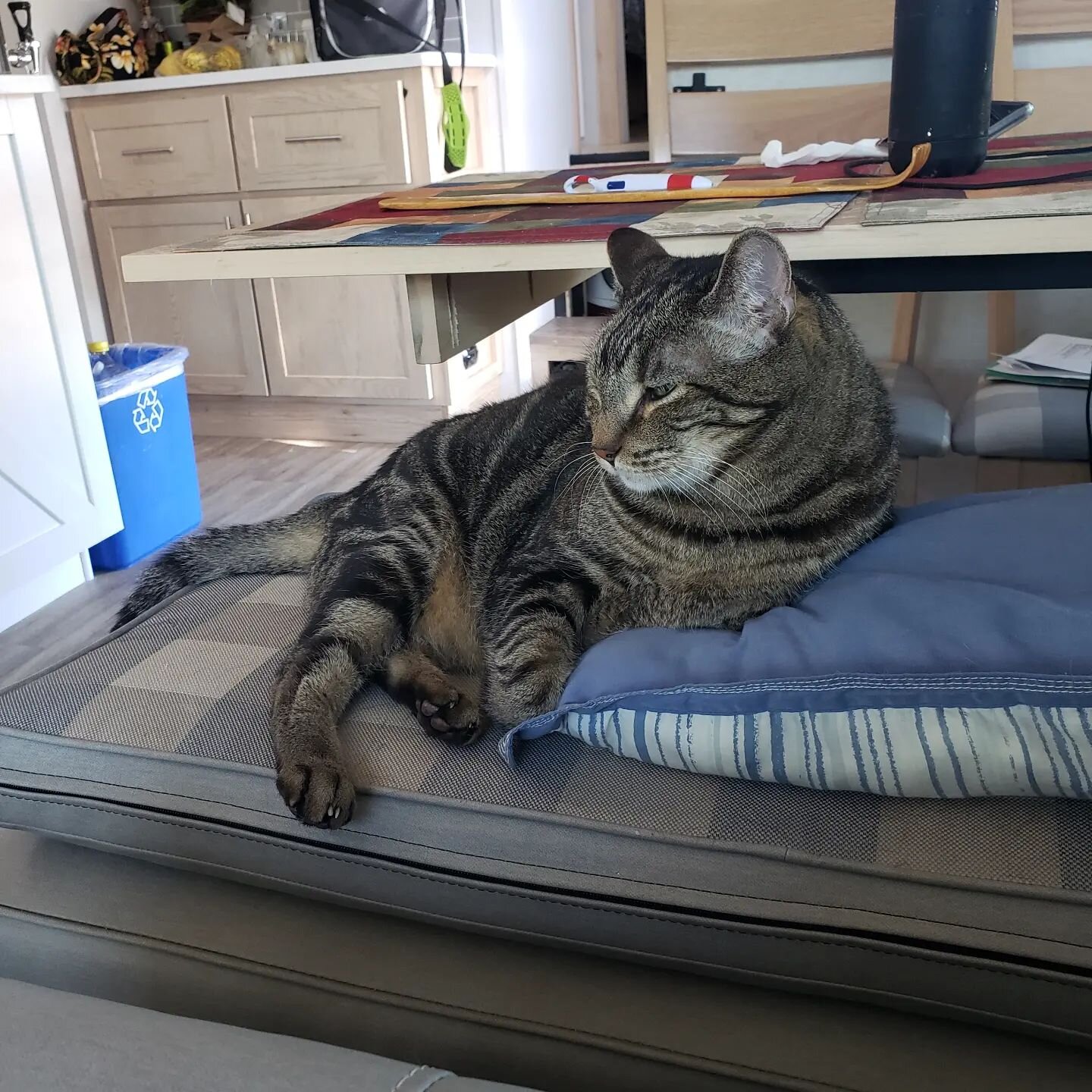 Mr Tiger the King of the 5th wheel. He had a rough afternoon so this is his ruling spot for the evening.
.
.
.
.
#livingourjourney365 #nomadicroadtravels #homeonwheels #rvlifestyle #nomads #modernrv #rvtoday #fulltimervliving #Alliancerv #AllianceAve