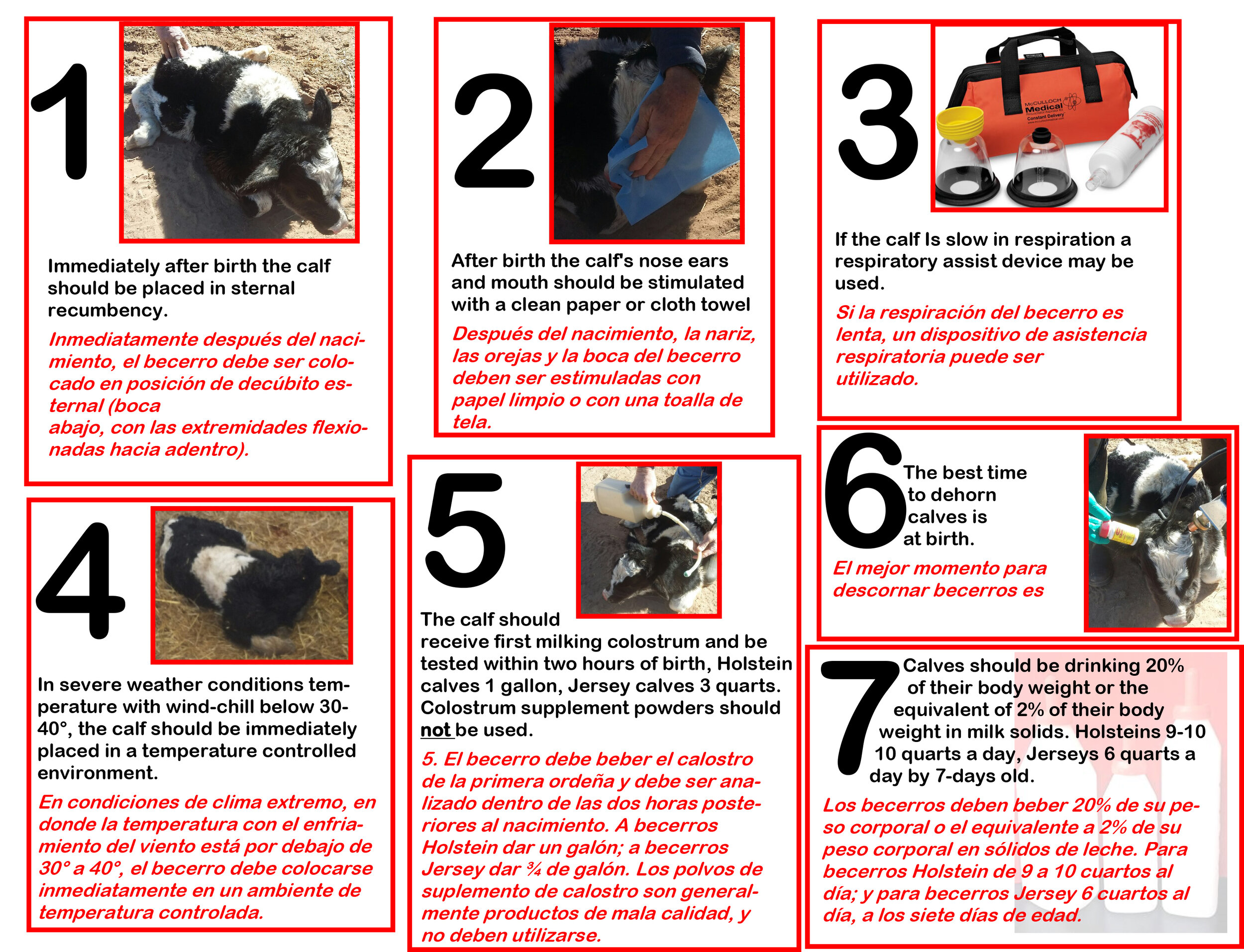 Calf Alive Poster.jpg