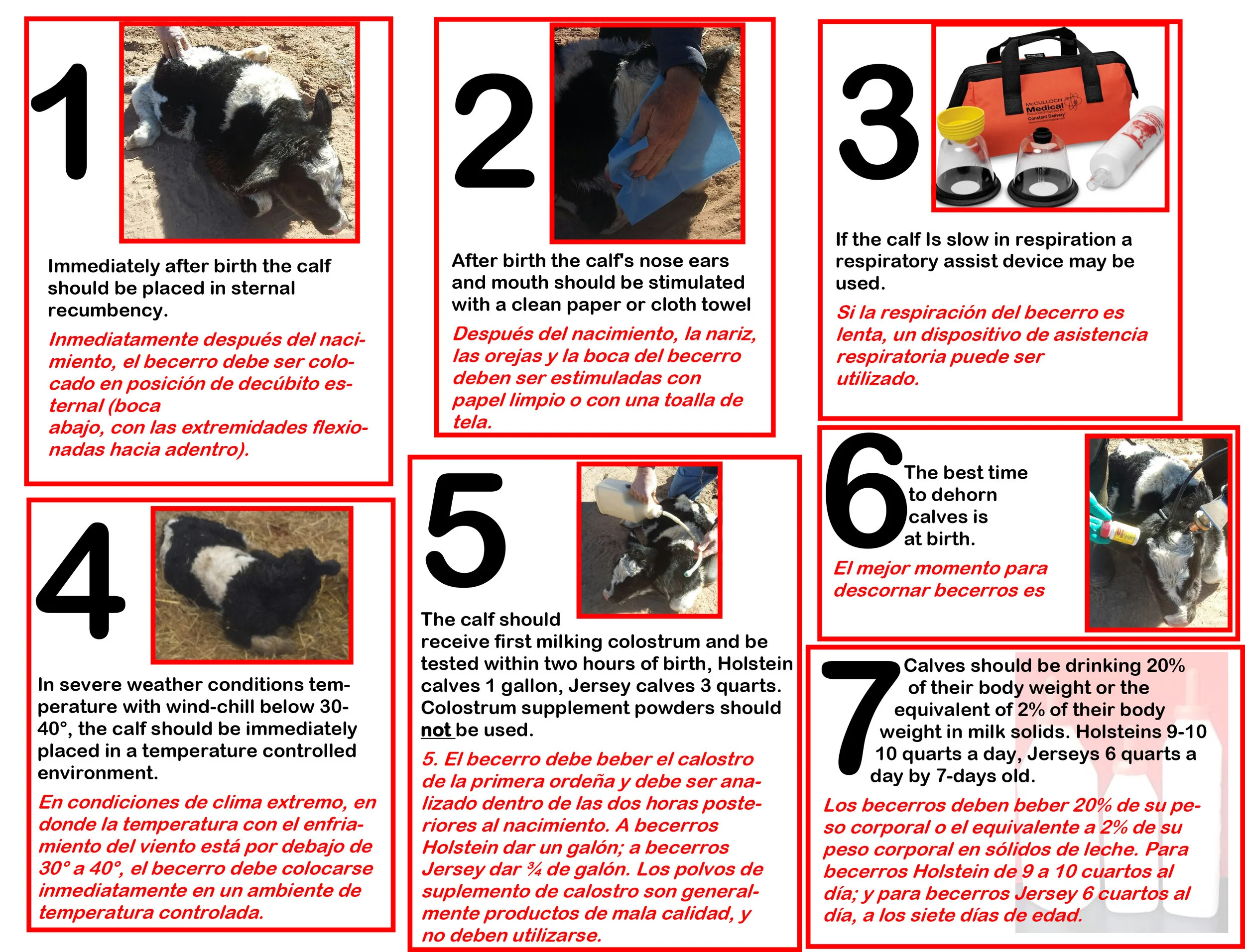 Calf Alive Poster.jpg