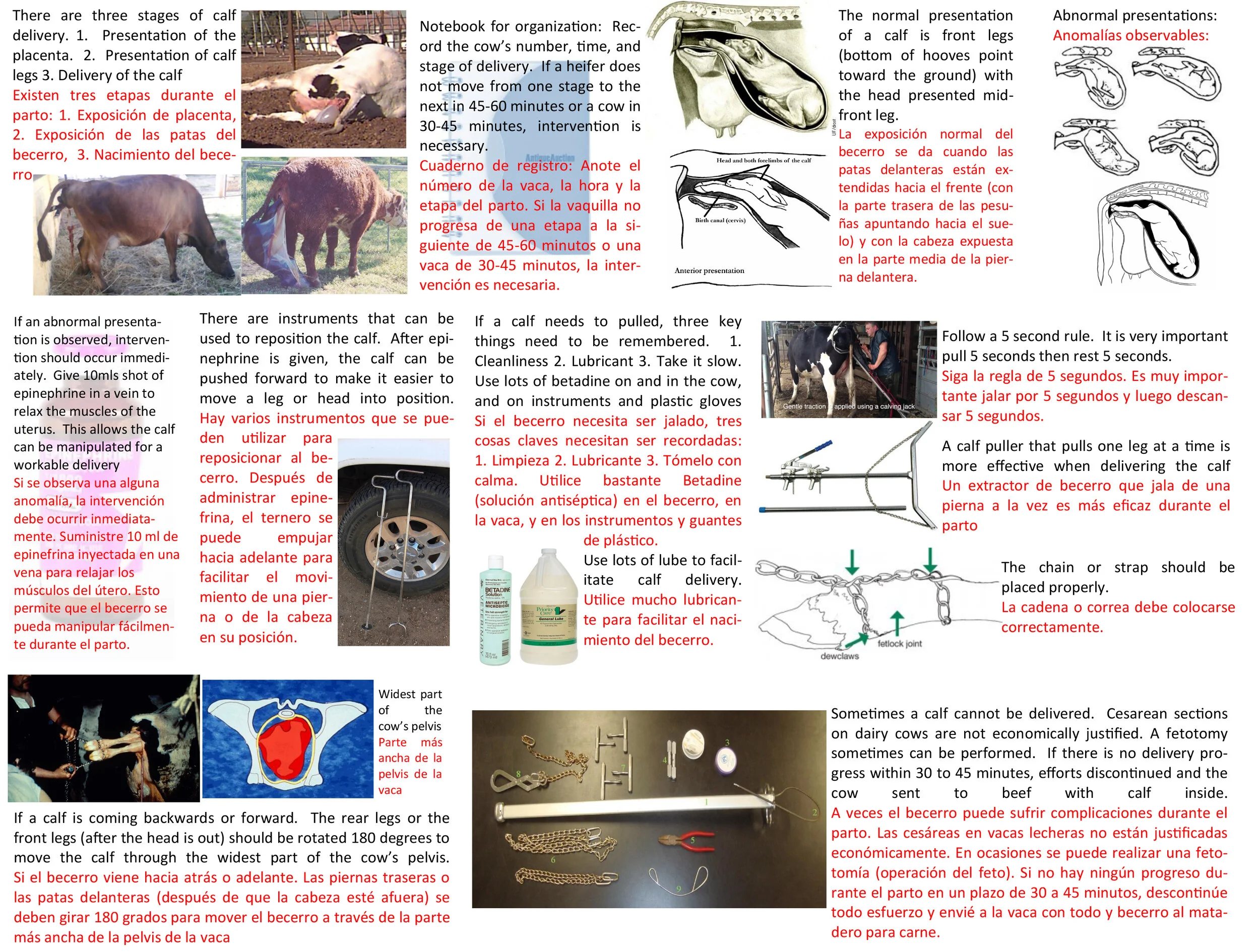 Calf Birth Poster.jpg