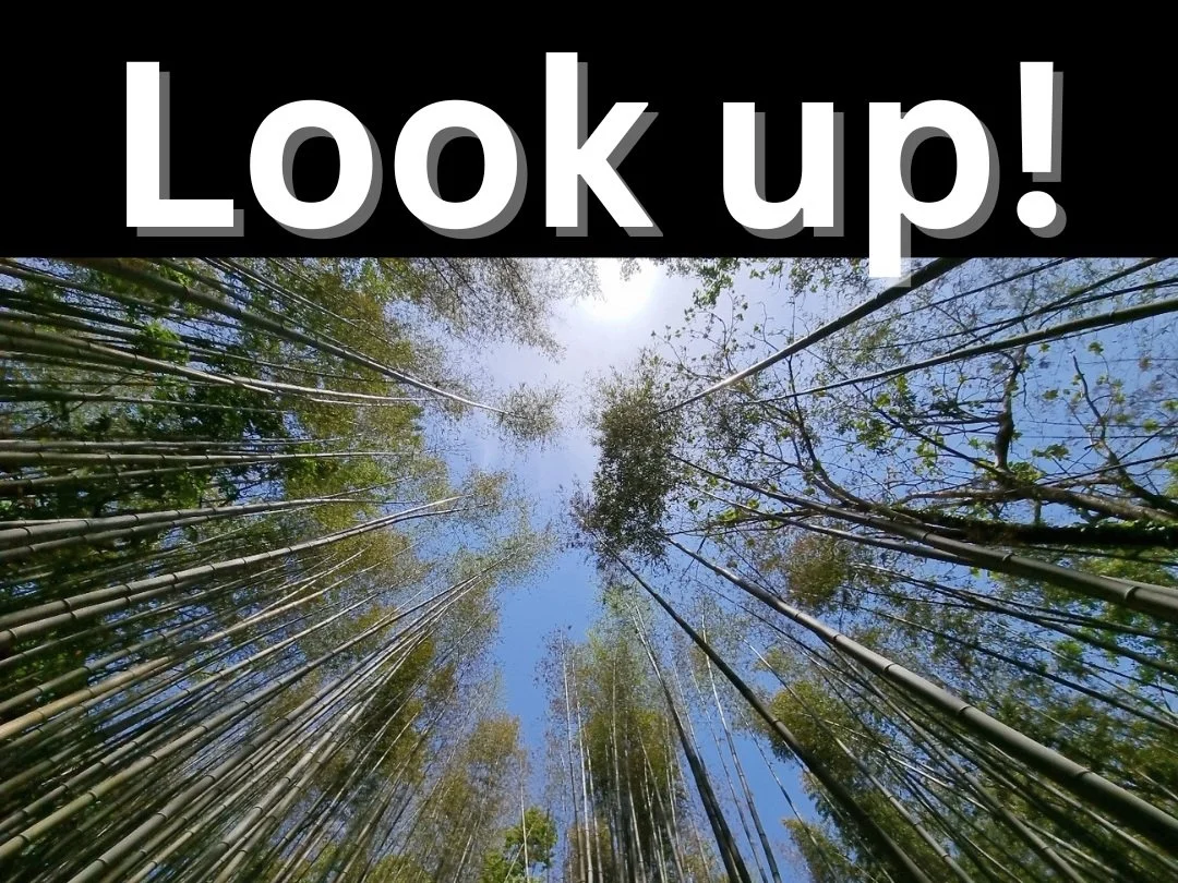 Look up