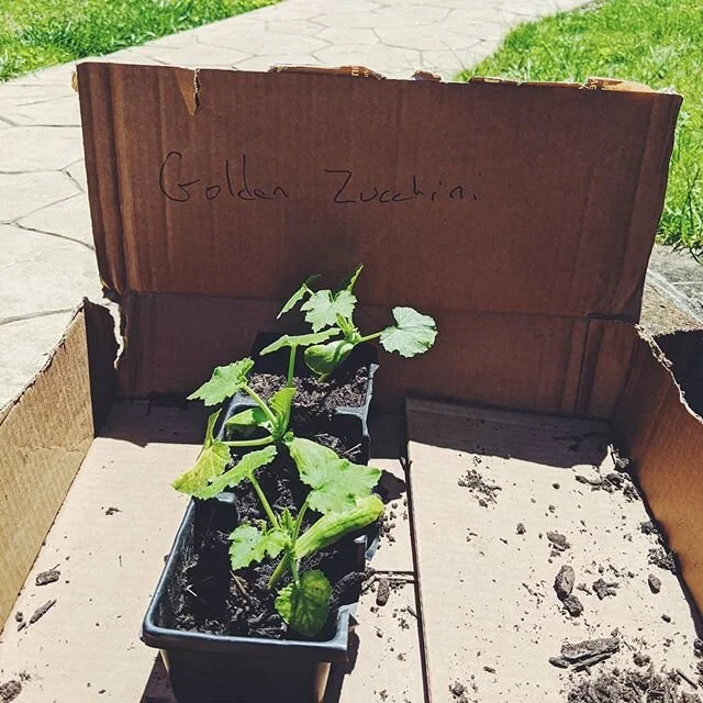 Gardening. 👩🏽&zwj;🌾 It's one of my favorite mama son hobbies. I love showing him where food comes from and every aspect is something so sensory. Digging the dirt. Spraying the water. It's amazing on so many levels. We scooped up some golden zucchi