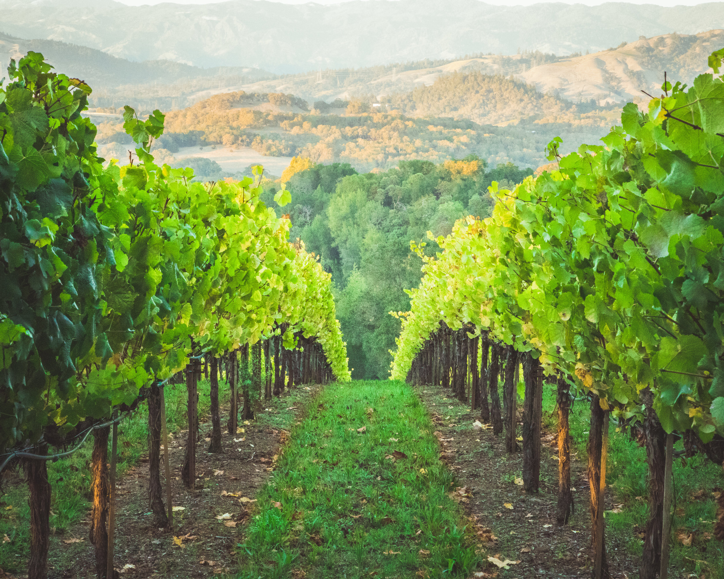 How the Wine Industry Can Use Technology to Respond to Climate Change