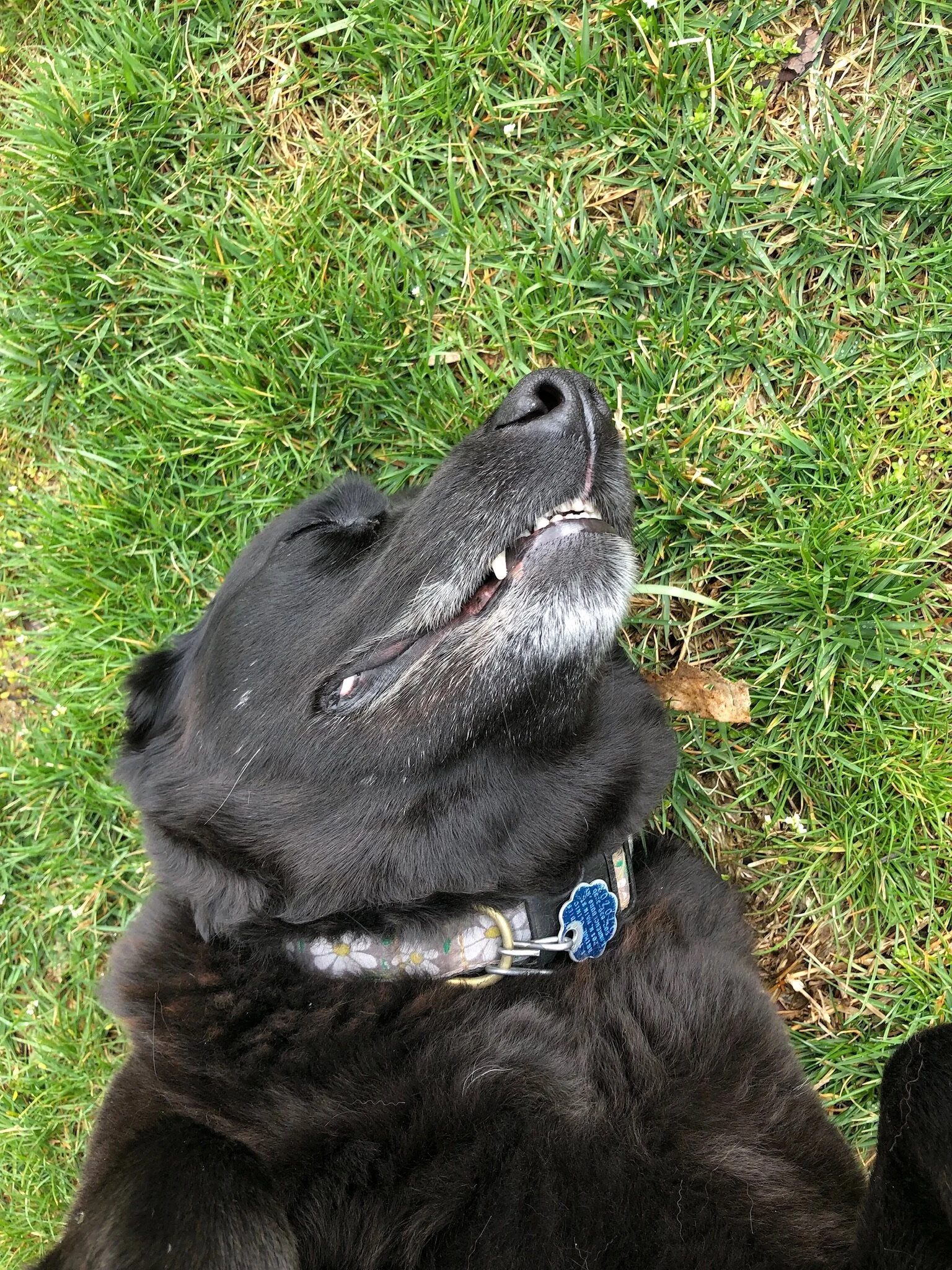 lifetime guarantee dog collar