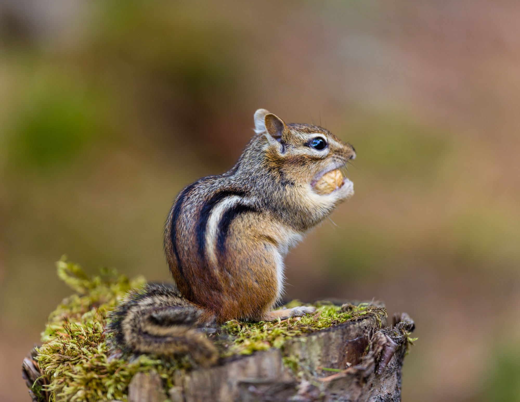 Eastern Chipmunk (Tamias striatus), by Getty Images