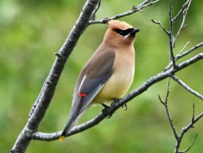 Cedar waxwing (Bombycilla cedrorum), by Dick Daniels