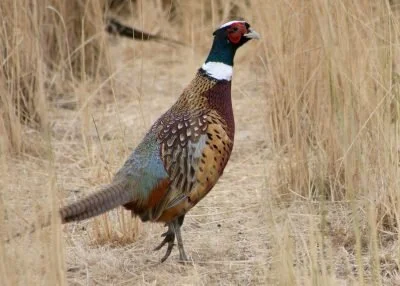 Ring-necked pheasant (Phasianus colchicus), by Oregon Department of Fish &amp; Wildlife