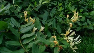 Japanese honeysuckle (Lonicera japonica), by Mokkie