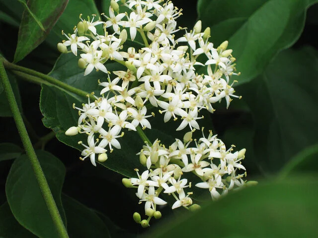 Gray Dogwood Flowers (by Cranbrook Science, Licensed Under CC BY 2.0) Grand Traverse Conservation District GTCD Seedling Sale