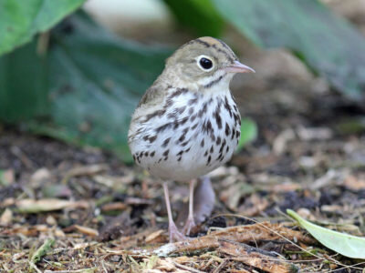Ovenbird (Seiurus aurocapilla), by DickDaniels