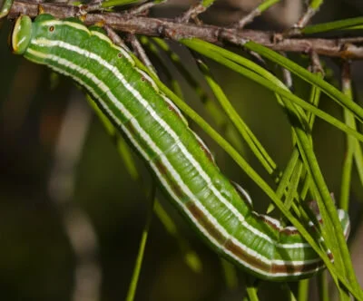 Pine sphinx caterpillar (Lapara bobycoides), by Richard Crook