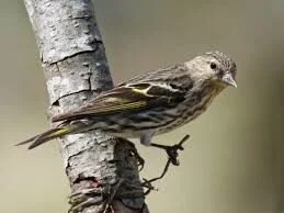 Pine siskin (Carduelis pinus), by DickDaniels