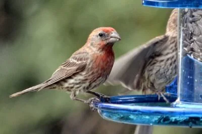 House finch (Haemorhous mexicanus), by CheepShot
