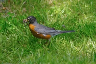 American robin (Turdus migratorius), by Ryan E. Poplin