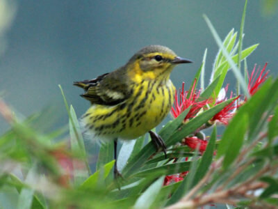 Cape May warbler (Setophaga tigrina), by DickDaniels