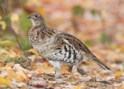 Ruffed grouse (Bonasa umbellus) by Mdf