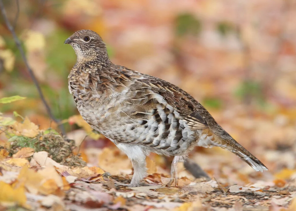 Ruffed grouse (Bonasa umbellus), by Mdf