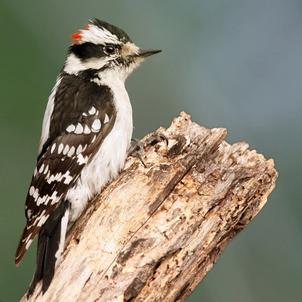 Downy woodpecker (Picoides pubescens), by Wolfgang Wander