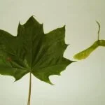 Norway maple, by Kevinlyfellow