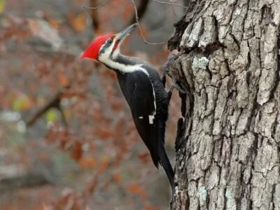 Pileated woodpecker (Hylatomus pileatus), by Joshlaymon