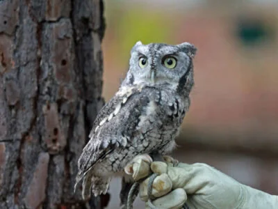 Eastern screech owl (Megascops asio), by DickDaniels