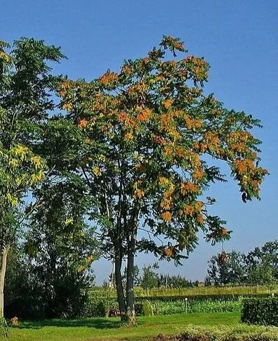 Tree-of-Heaven, by H Zell