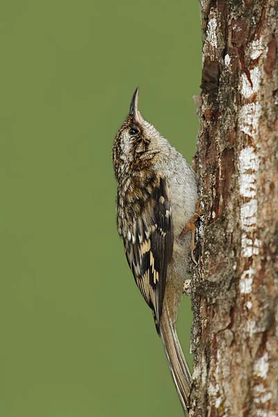 Brown Creeper, by Alan Vernon