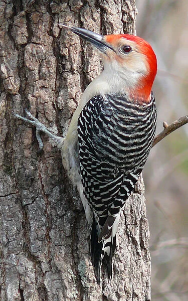 Red-Bellied Woodpecker, by Ken Thomas