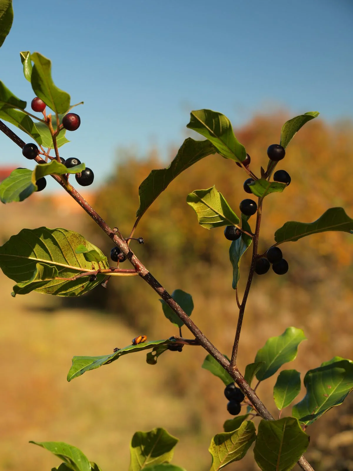 Common Buckthorn by Mark Lindsay