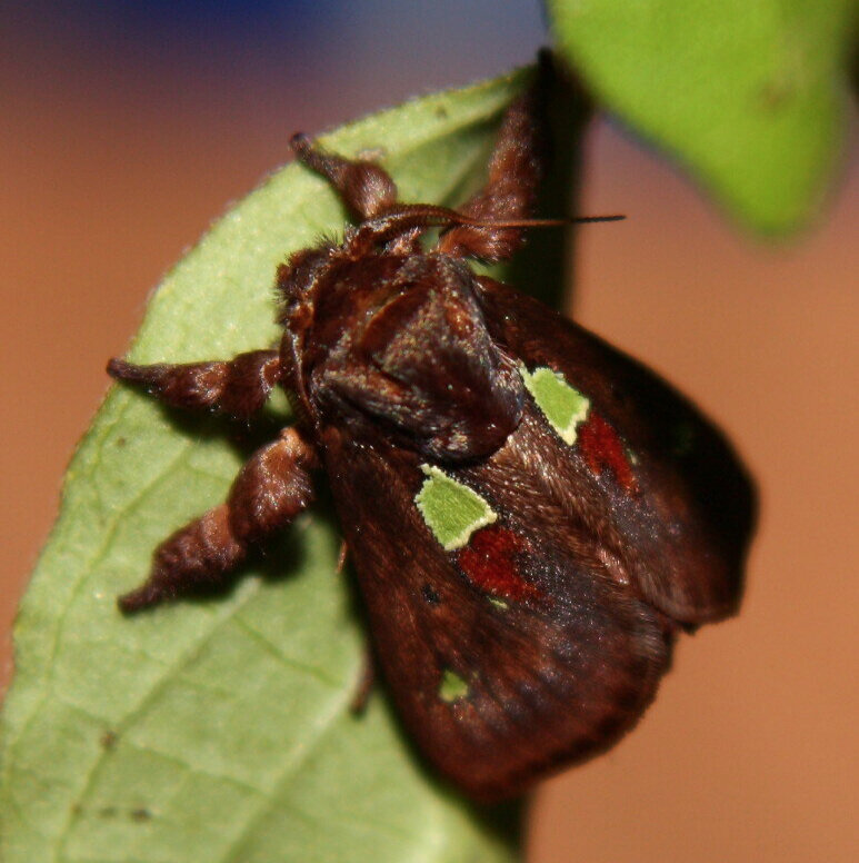 Spiny slugmoth (Euclea delphinii), by Shaina Noggle