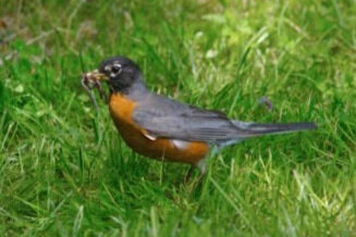 American robin (Turdus migratorius), by Ryan E. Poplin