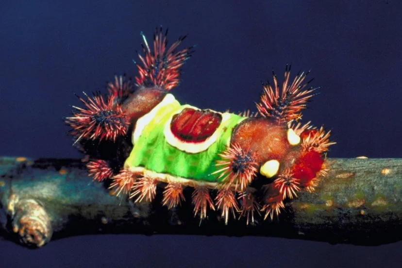 Saddleback caterpillar (Acharia stimulea), by Gerald J. Lenhard