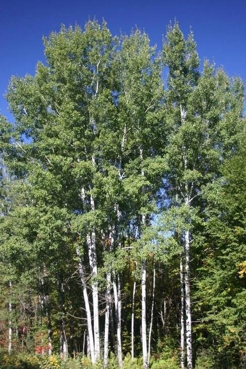 Quaking-Aspen.jpg