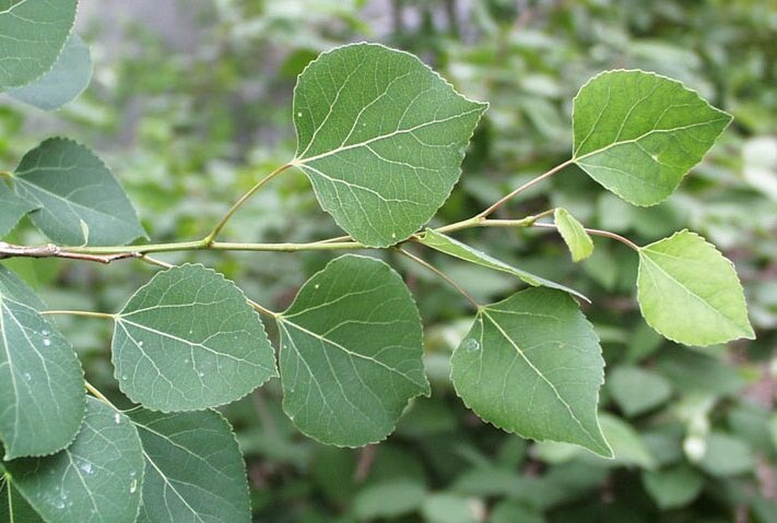 Quaking-Aspen-Leaves.jpg