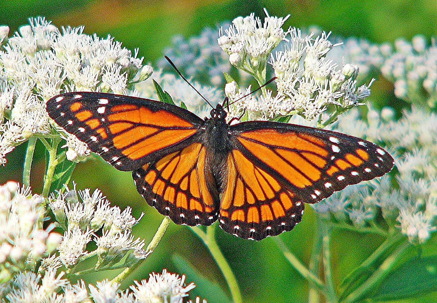 Viceroy butterfly photo by Larry Meade