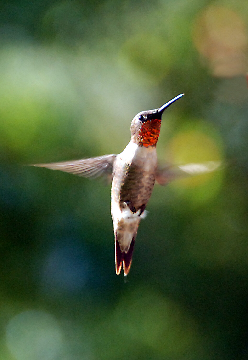 Ruby-throated hummingbird photo by Carol Foil