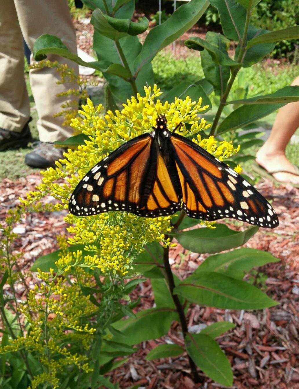 Monarch on goldenrod photo by Emily Cook (Copy) (Copy)