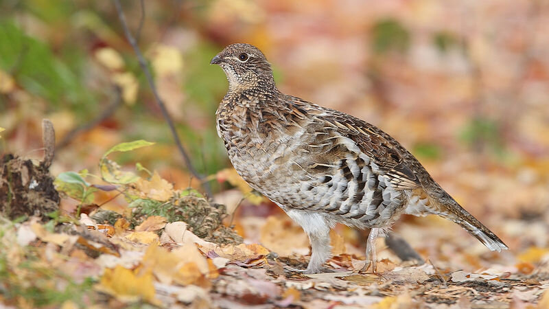 Ruffed grouse photo by MDF