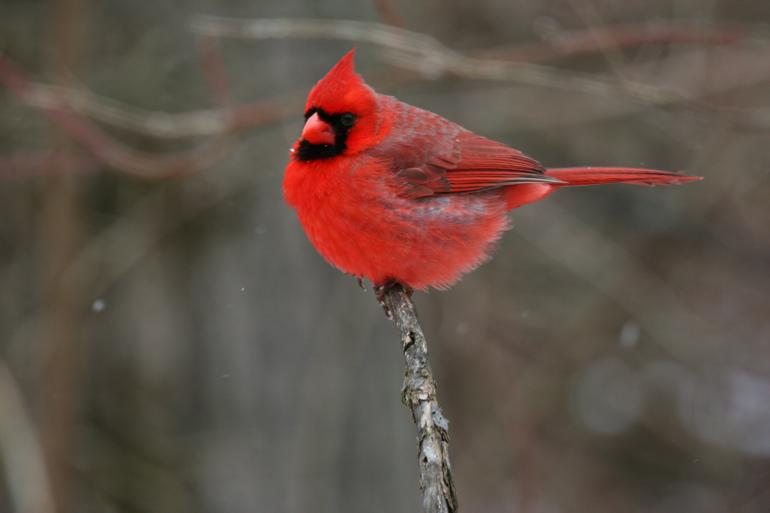 Northern cardinal photo by Dominic Sherony