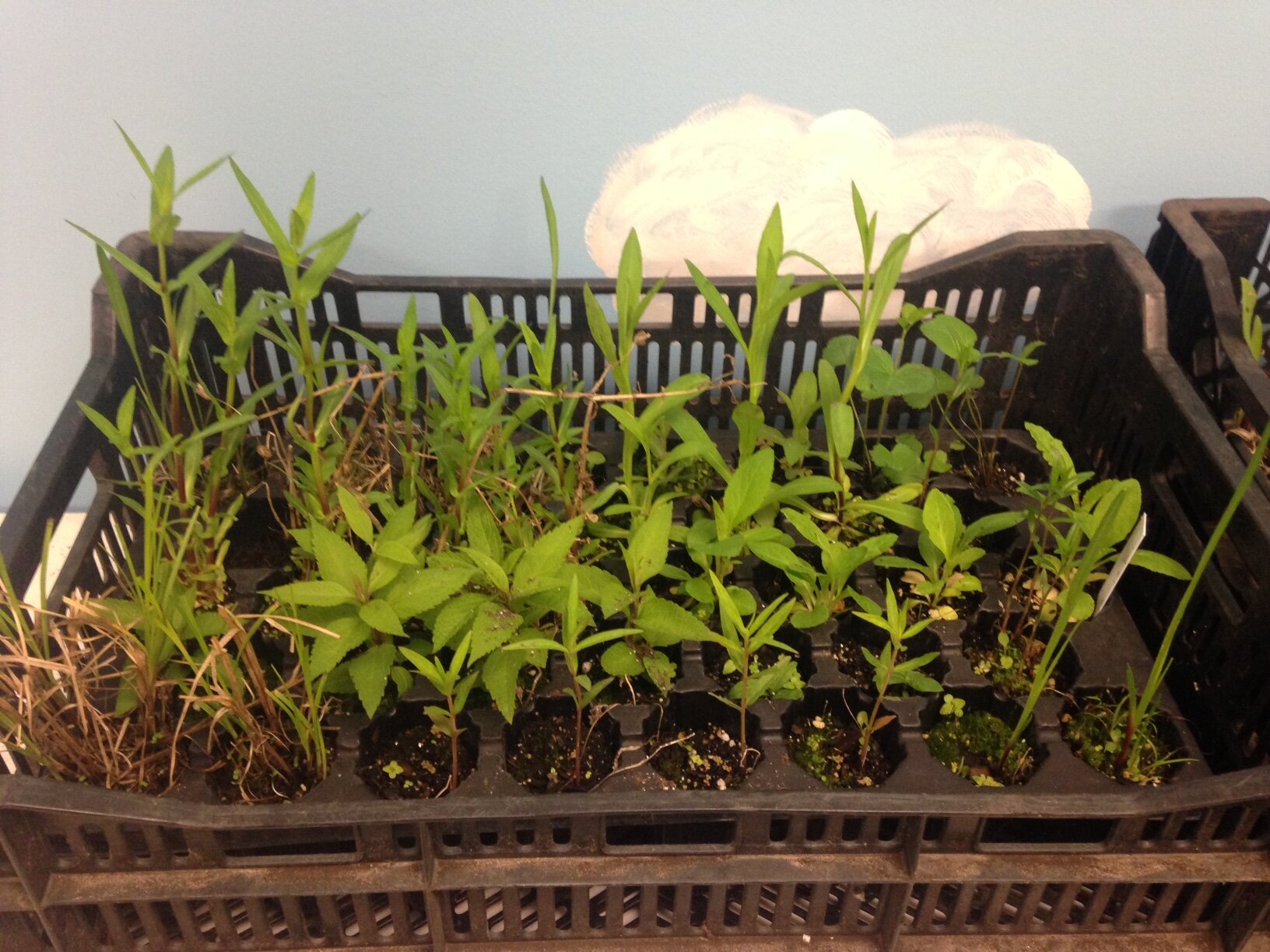 2015 NPS - Rain Garden Flat - tforgrave.JPG