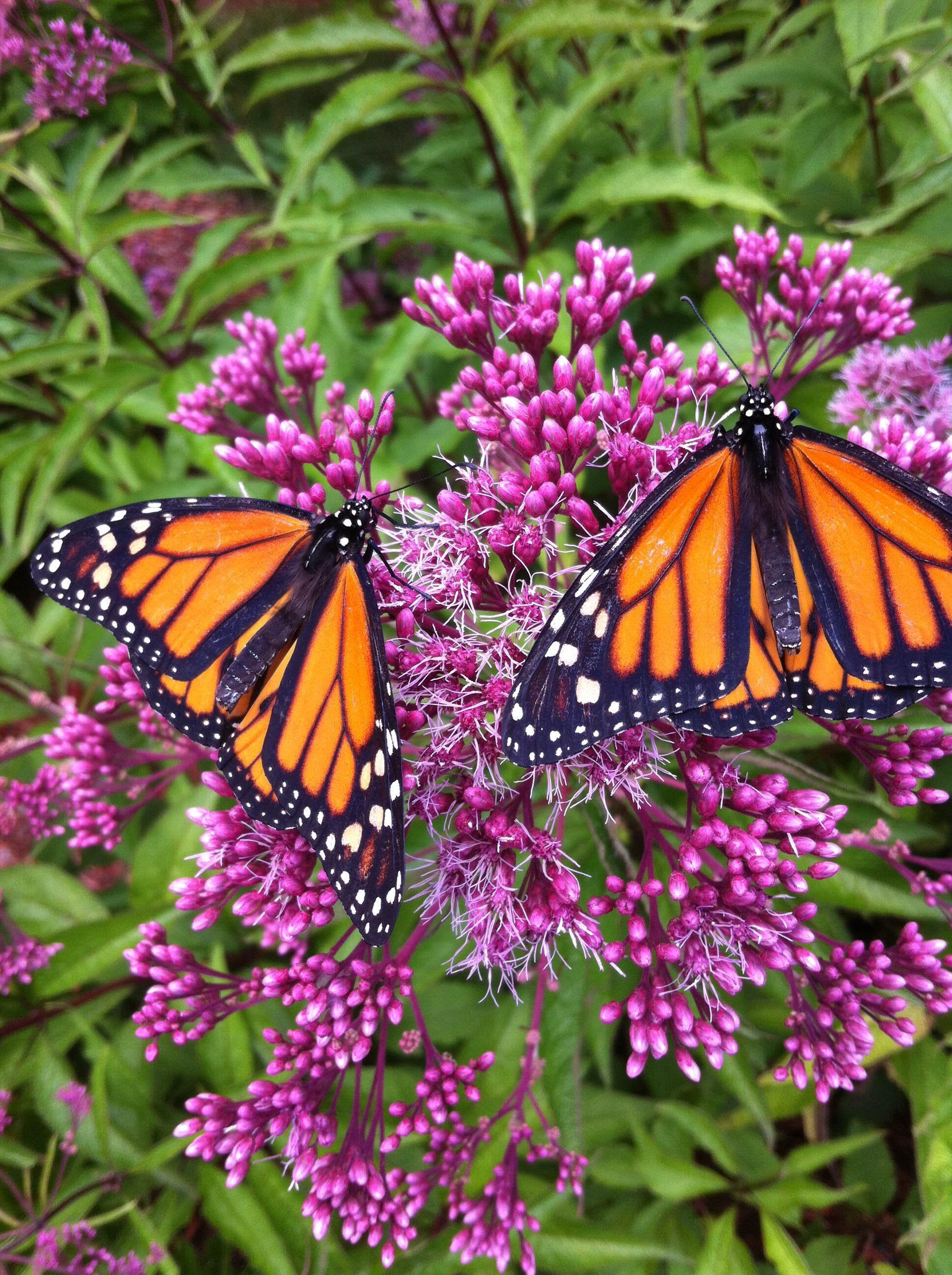 Monarchs on Joe Pye weed photo by Emily Cook