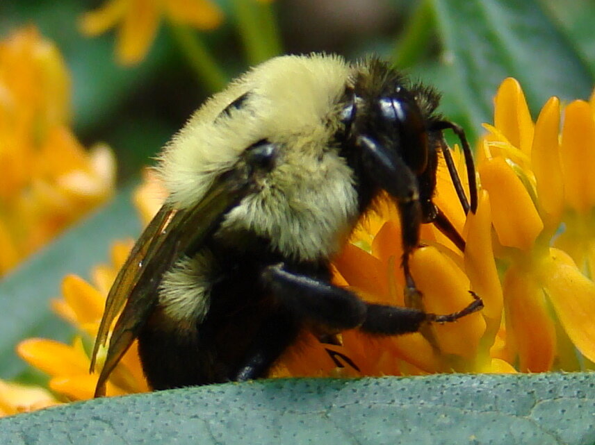 Bumblebee photo by Anita Gould