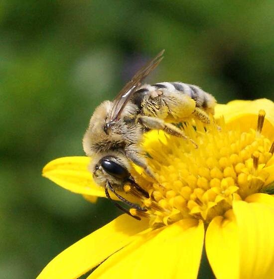 Mining bee photo by Diane Wilson