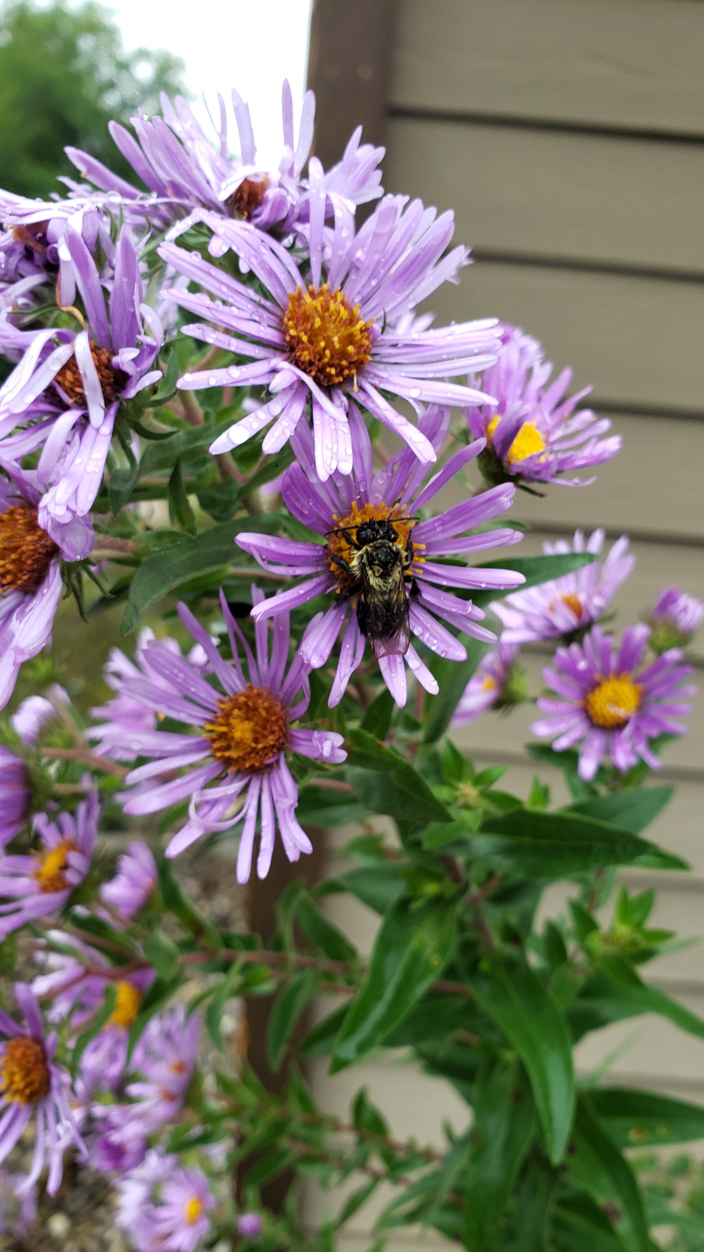 Chilly bee on New England Aster photo by K Grzesiak (Copy)