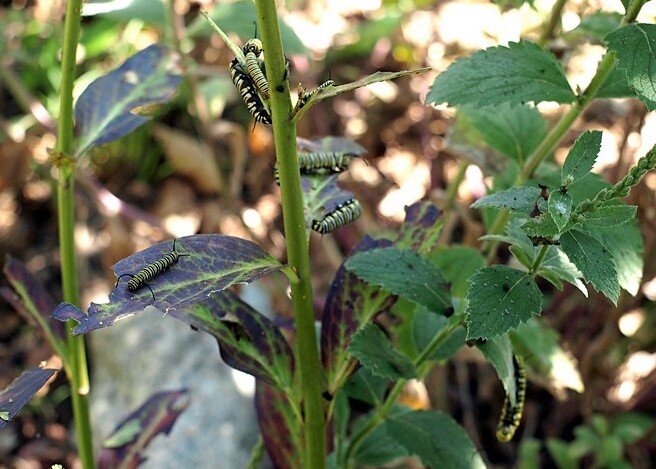 8 Monarch caterpillars photo by Jay Burt
