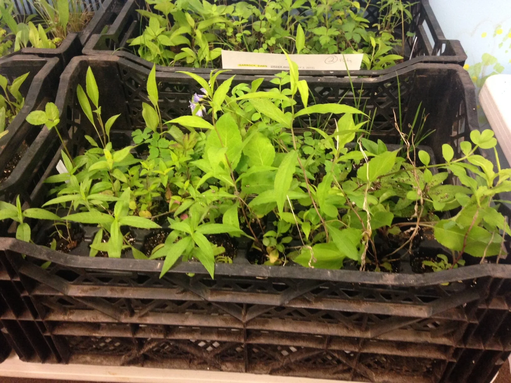 2015 NPS - Shade Garden Flat - tforgrave.JPG