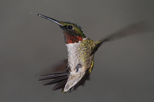 Ruby-throated hummingbird photo by DJ Greene (Copy)